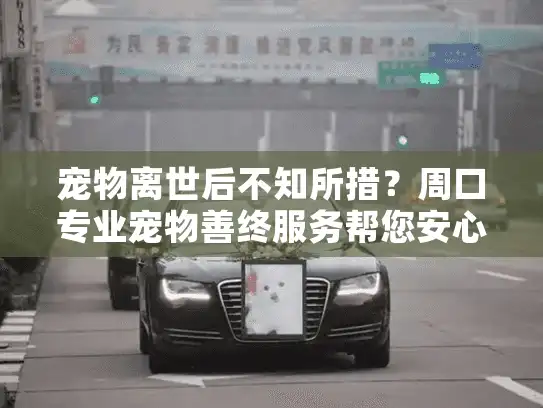 宠物离世后不知所措？周口专业宠物善终服务帮您安心告别
