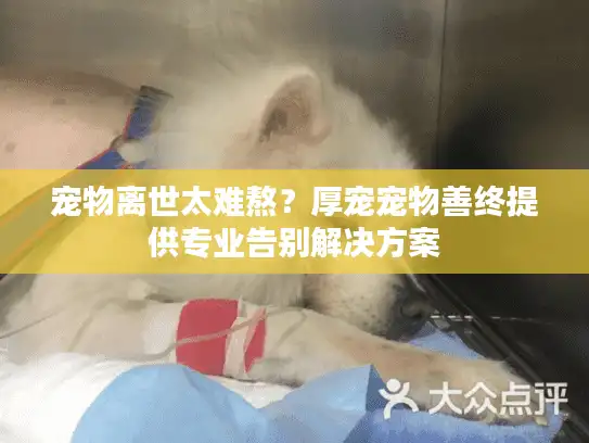 宠物离世太难熬？厚宠宠物善终提供专业告别解决方案