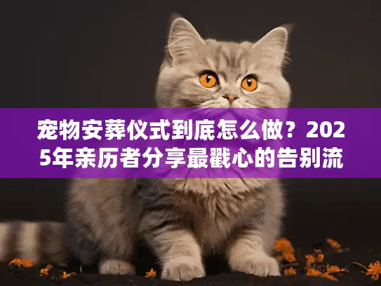 宠物安葬仪式到底怎么做？2025年亲历者分享最戳心的告别流程与服务真相