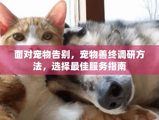 面对宠物告别，宠物善终调研方法，选择最佳服务指南