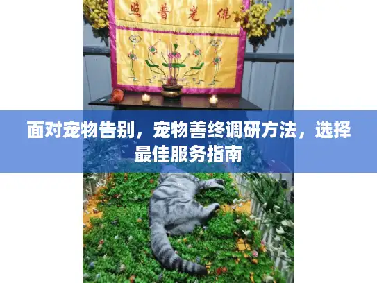 面对宠物告别，宠物善终调研方法，选择最佳服务指南