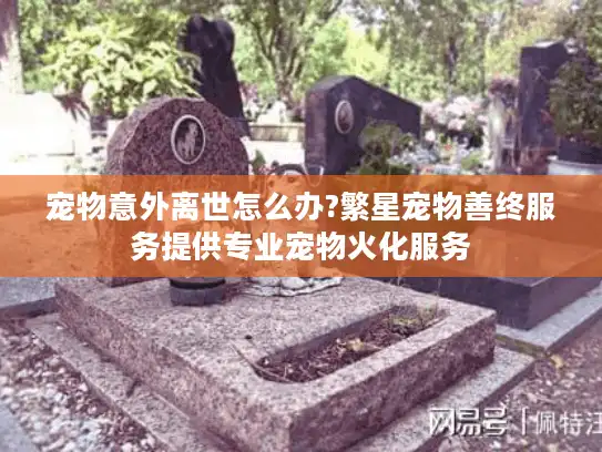 宠物意外离世怎么办?繁星宠物善终服务提供专业宠物火化服务