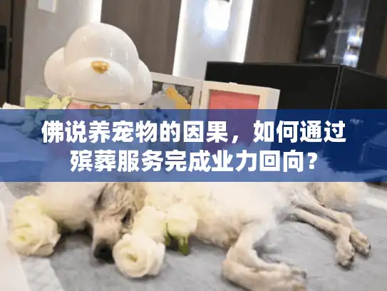 佛说养宠物的因果，如何通过殡葬服务完成业力回向？
