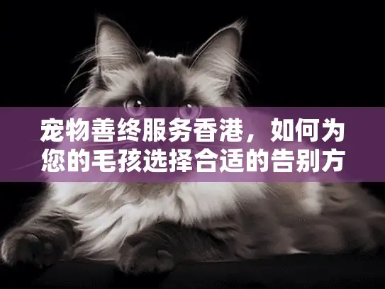 宠物善终服务香港，如何为您的毛孩选择合适的告别方案？