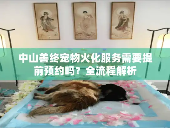 中山善终宠物火化服务需要提前预约吗？全流程解析