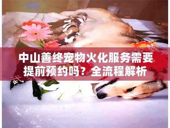中山善终宠物火化服务需要提前预约吗？全流程解析