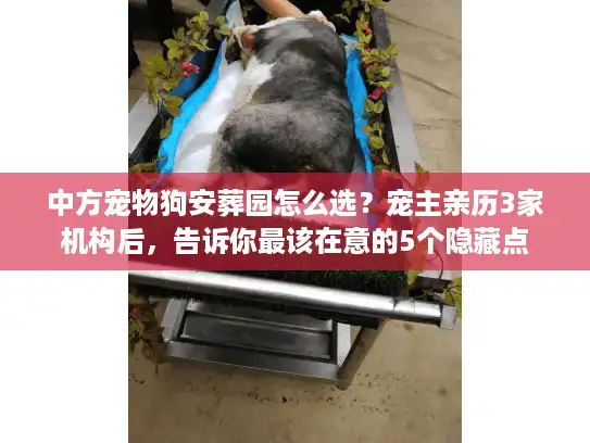 中方宠物狗安葬园怎么选？宠主亲历3家机构后，告诉你最该在意的5个隐藏点