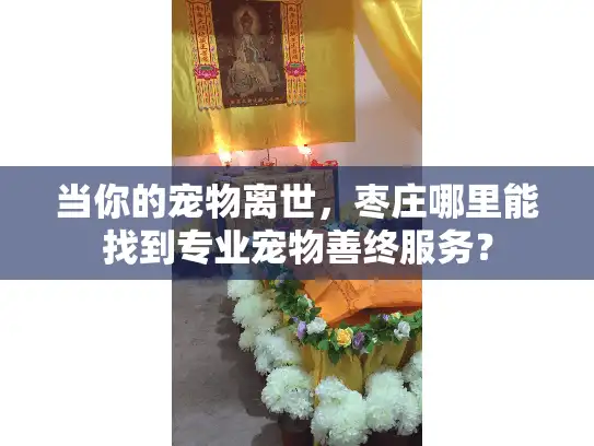 当你的宠物离世，枣庄哪里能找到专业宠物善终服务？