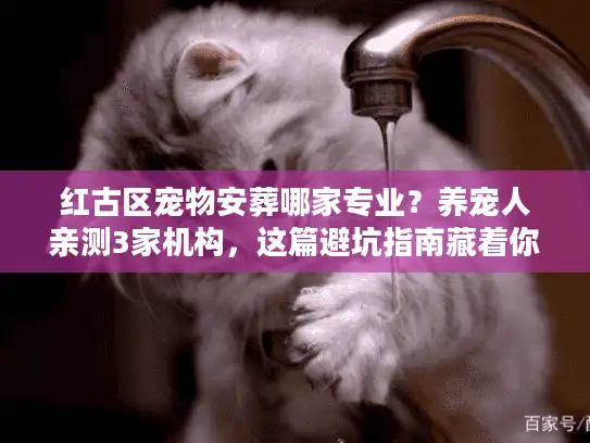 红古区宠物安葬哪家专业？养宠人亲测3家机构，这篇避坑指南藏着你要的答案