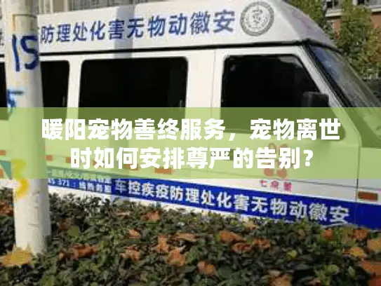 暖阳宠物善终服务，宠物离世时如何安排尊严的告别？