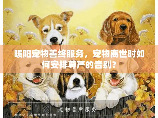 暖阳宠物善终服务，宠物离世时如何安排尊严的告别？