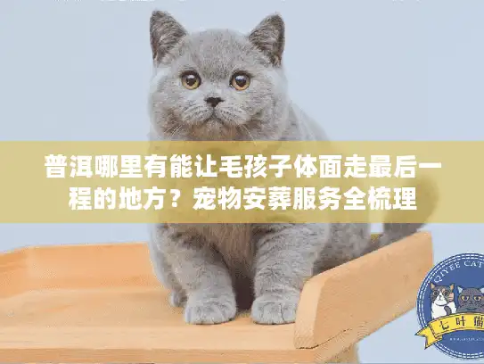 普洱哪里有能让毛孩子体面走最后一程的地方？宠物安葬服务全梳理