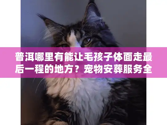 普洱哪里有能让毛孩子体面走最后一程的地方？宠物安葬服务全梳理
