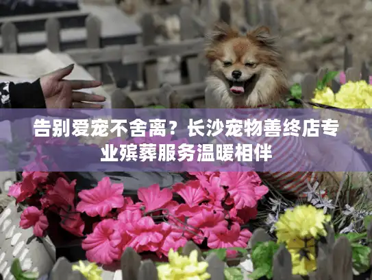 告别爱宠不舍离？长沙宠物善终店专业殡葬服务温暖相伴