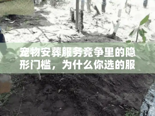 宠物安葬服务竞争里的隐形门槛，为什么你选的服务，其实配不上毛孩子？