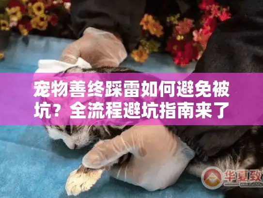 宠物善终踩雷如何避免被坑？全流程避坑指南来了