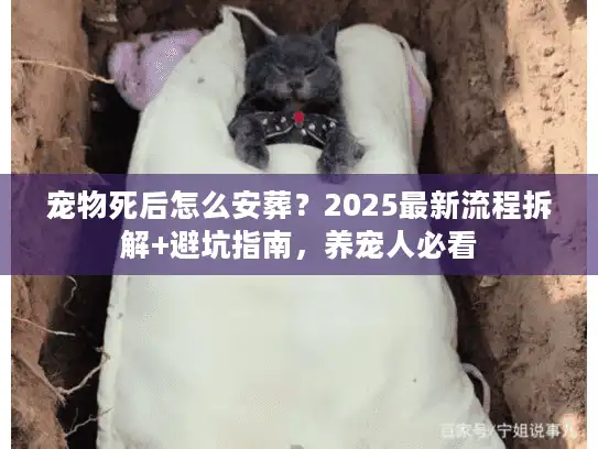 宠物死后怎么安葬？2025最新流程拆解+避坑指南，养宠人必看