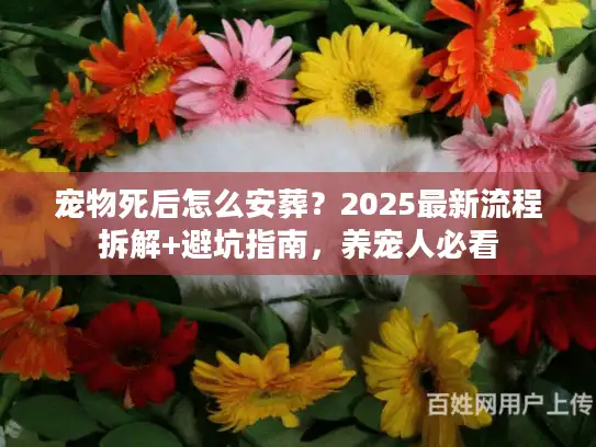 宠物死后怎么安葬？2025最新流程拆解+避坑指南，养宠人必看