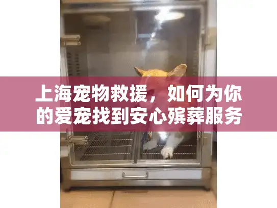 上海宠物救援，如何为你的爱宠找到安心殡葬服务？