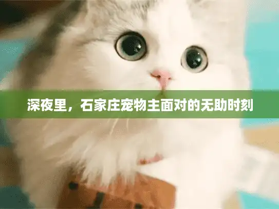 深夜里，石家庄宠物主面对的无助时刻