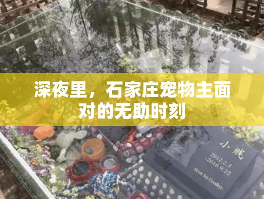 深夜里，石家庄宠物主面对的无助时刻