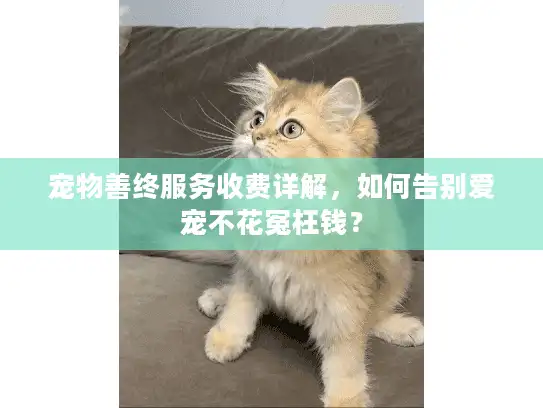 宠物善终服务收费详解，如何告别爱宠不花冤枉钱？