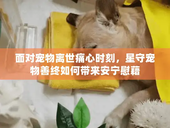 面对宠物离世痛心时刻，星守宠物善终如何带来安宁慰藉