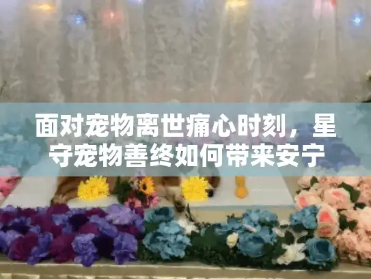 面对宠物离世痛心时刻，星守宠物善终如何带来安宁慰藉