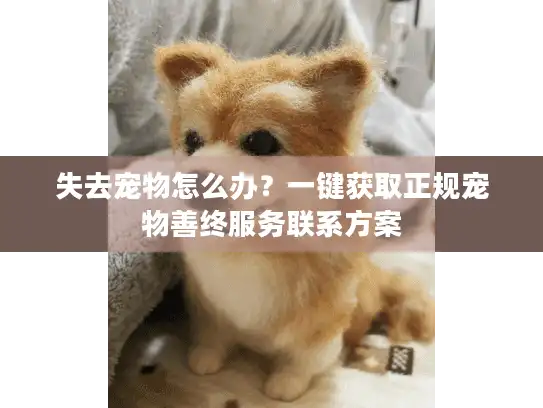 失去宠物怎么办？一键获取正规宠物善终服务联系方案