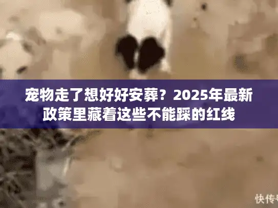 宠物走了想好好安葬？2025年最新政策里藏着这些不能踩的红线