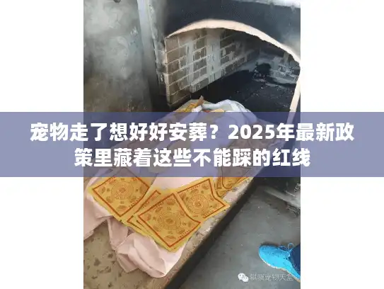 宠物走了想好好安葬？2025年最新政策里藏着这些不能踩的红线
