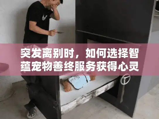 突发离别时，如何选择智蕴宠物善终服务获得心灵慰藉