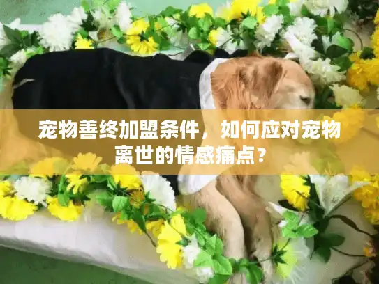宠物善终加盟条件，如何应对宠物离世的情感痛点？