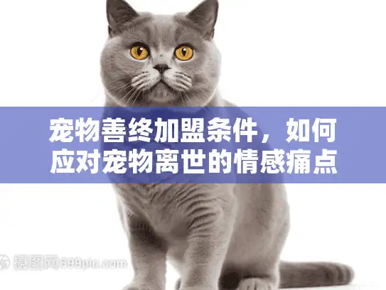 宠物善终加盟条件，如何应对宠物离世的情感痛点？