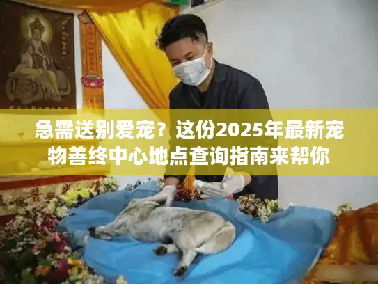 急需送别爱宠？这份2025年最新宠物善终中心地点查询指南来帮你