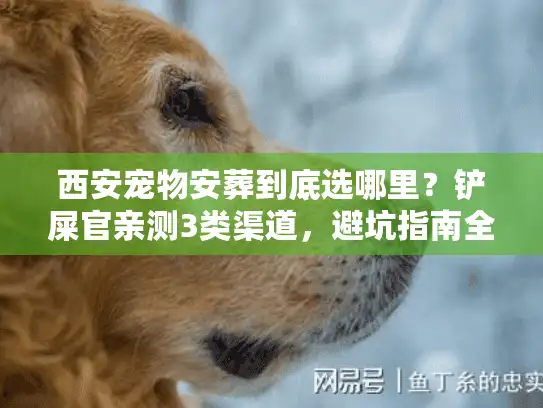 西安宠物安葬到底选哪里？铲屎官亲测3类渠道，避坑指南全在这