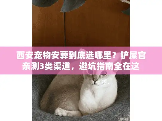 西安宠物安葬到底选哪里？铲屎官亲测3类渠道，避坑指南全在这