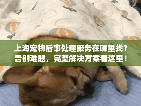 上海宠物后事处理服务在哪里找？告别难题，完整解决方案看这里！
