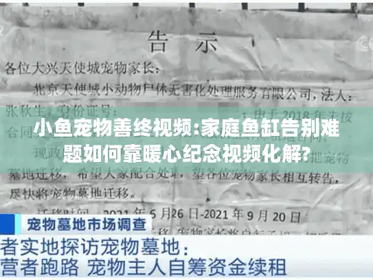 小鱼宠物善终视频:家庭鱼缸告别难题如何靠暖心纪念视频化解?