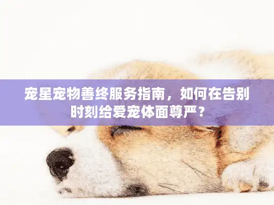 宠星宠物善终服务指南，如何在告别时刻给爱宠体面尊严？