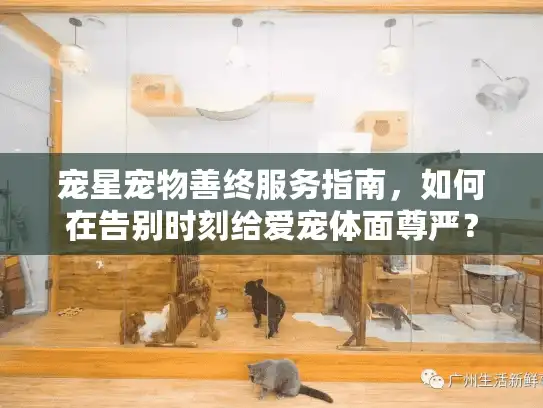 宠星宠物善终服务指南，如何在告别时刻给爱宠体面尊严？