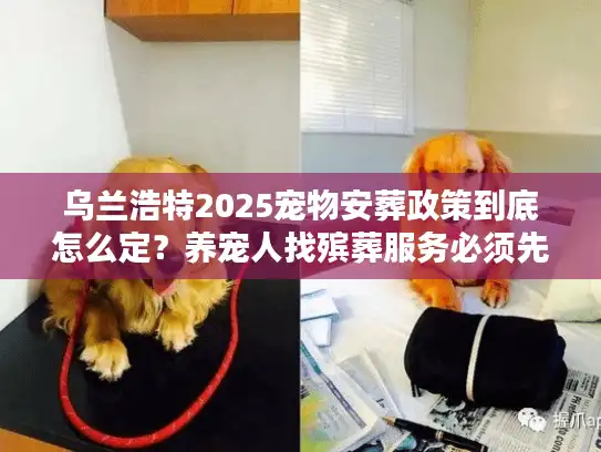 乌兰浩特2025宠物安葬政策到底怎么定？养宠人找殡葬服务必须先搞懂这些！