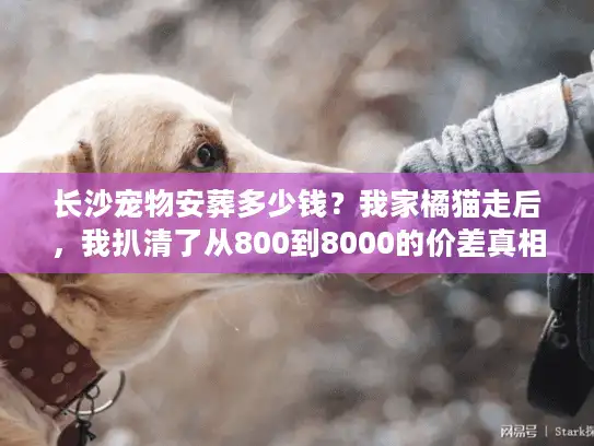 长沙宠物安葬多少钱？我家橘猫走后，我扒清了从800到8000的价差真相