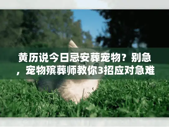黄历说今日忌安葬宠物？别急，宠物殡葬师教你3招应对急难