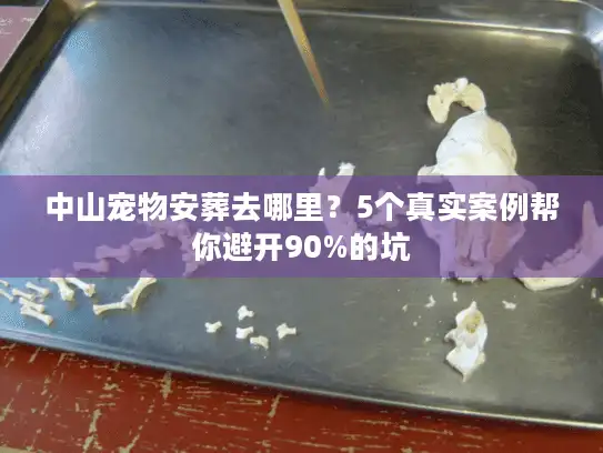 中山宠物安葬去哪里？5个真实案例帮你避开90%的坑
