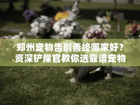 郑州宠物告别善终哪家好？资深铲屎官教你选靠谱宠物殡葬服务机构