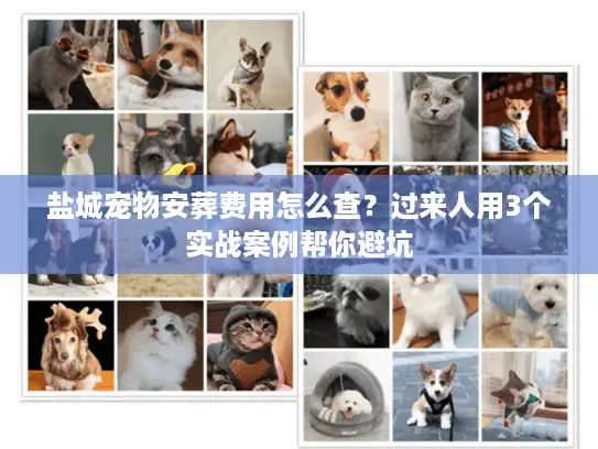 盐城宠物安葬费用怎么查？过来人用3个实战案例帮你避坑