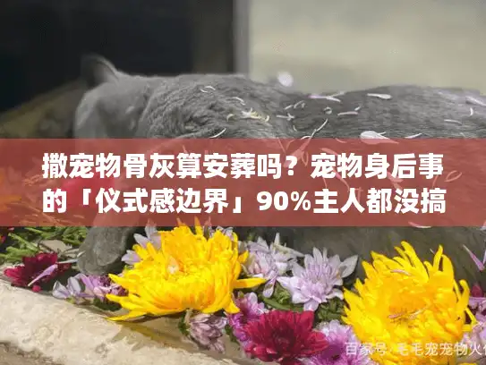 撒宠物骨灰算安葬吗？宠物身后事的「仪式感边界」90%主人都没搞懂