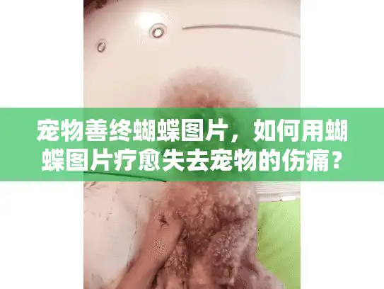 宠物善终蝴蝶图片，如何用蝴蝶图片疗愈失去宠物的伤痛？