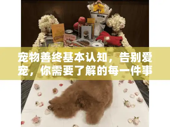 宠物善终基本认知，告别爱宠，你需要了解的每一件事